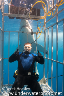 Shark diving at Guadalupe Island