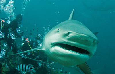 Bull Sharks - Fiji Islands