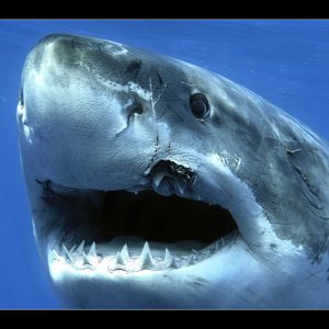 Great White Shark Up Close