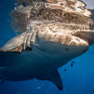 Great White Shark Surfacing