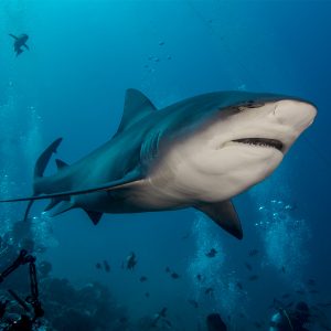 Bull Shark