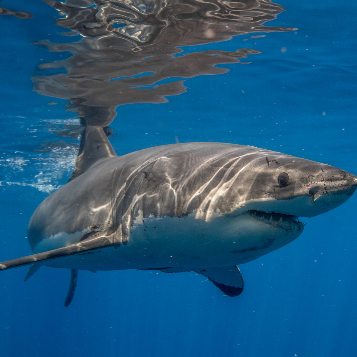 Great White Shark in Guadalupe