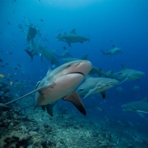 Bull Shark