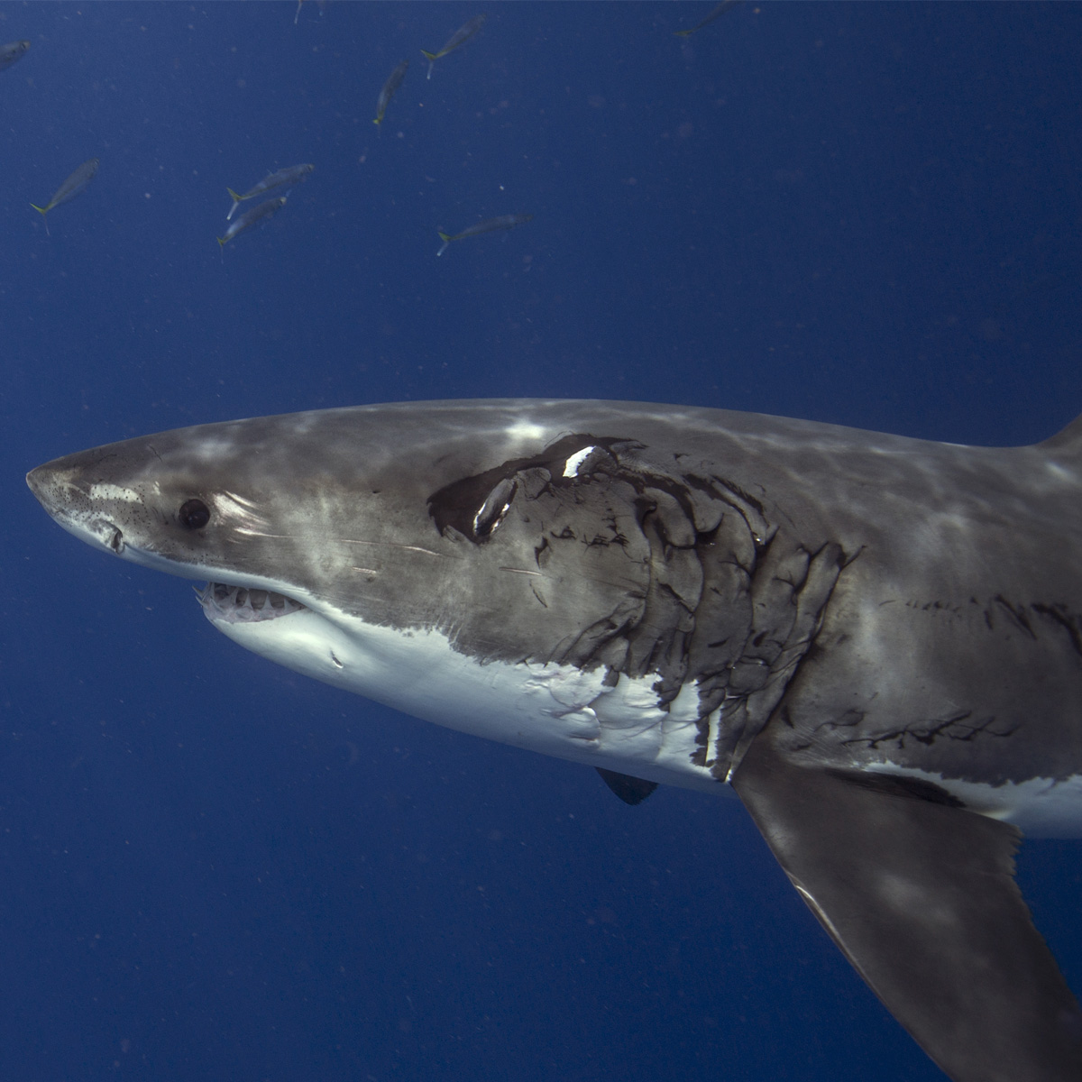 deep blue shark with diver