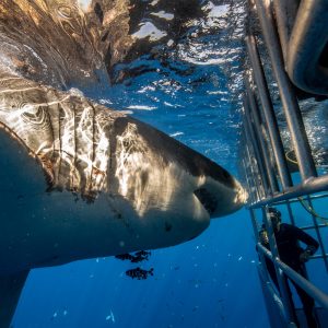 Great White Shark close to diver