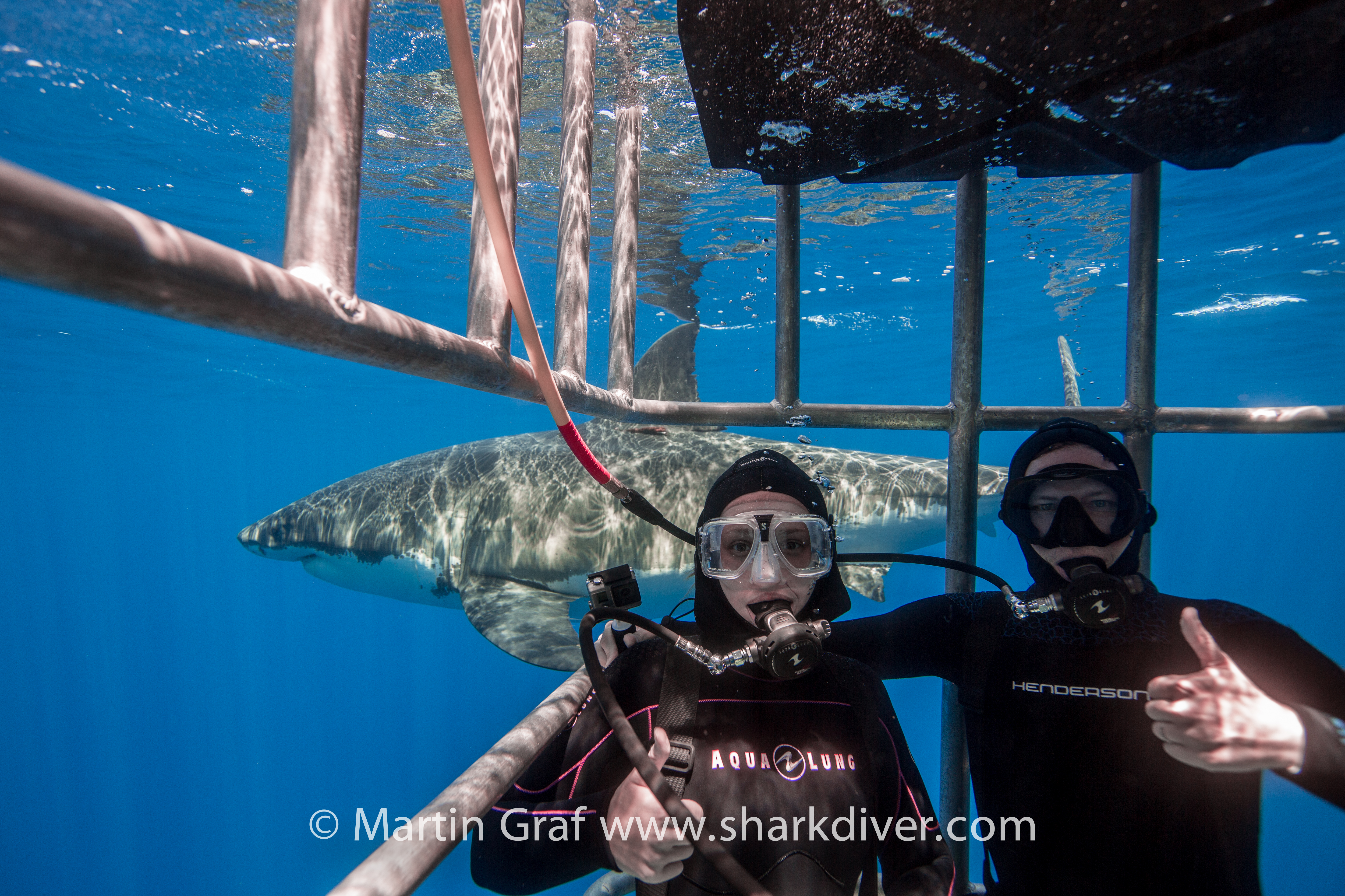 Divers posing with great white shark