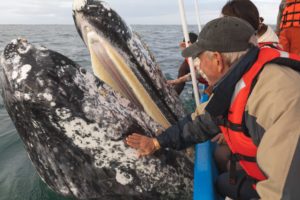 Close up of a Gray Whale