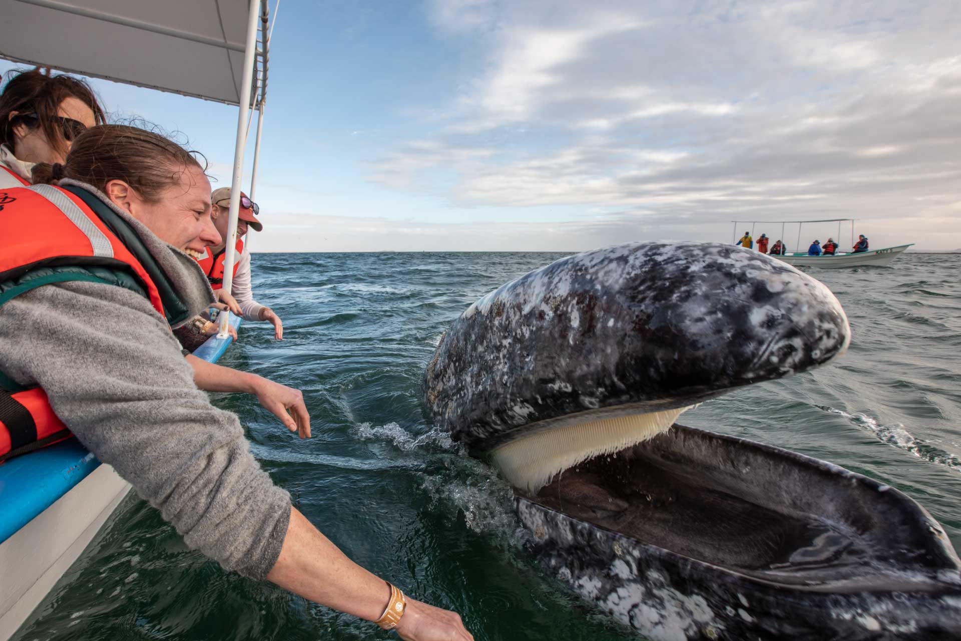 San Ignacio Lagoon Gray Whales