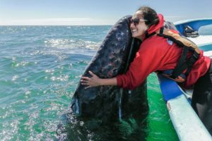 Gray Whale Hug